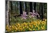 Blooming Spring-pudding-Mounted Photographic Print