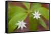 Blooming Starflower in a Durham, New Hampshire Forest-Jerry & Marcy Monkman-Framed Stretched Canvas