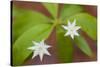 Blooming Starflower in a Durham, New Hampshire Forest-Jerry & Marcy Monkman-Stretched Canvas