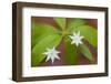 Blooming Starflower in a Durham, New Hampshire Forest-Jerry & Marcy Monkman-Framed Photographic Print