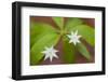 Blooming Starflower in a Durham, New Hampshire Forest-Jerry & Marcy Monkman-Framed Photographic Print