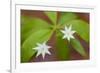 Blooming Starflower in a Durham, New Hampshire Forest-Jerry & Marcy Monkman-Framed Photographic Print