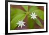 Blooming Starflower in a Durham, New Hampshire Forest-Jerry & Marcy Monkman-Framed Photographic Print