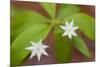 Blooming Starflower in a Durham, New Hampshire Forest-Jerry & Marcy Monkman-Mounted Photographic Print