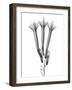 Blooming Trio-Albert Koetsier-Framed Art Print