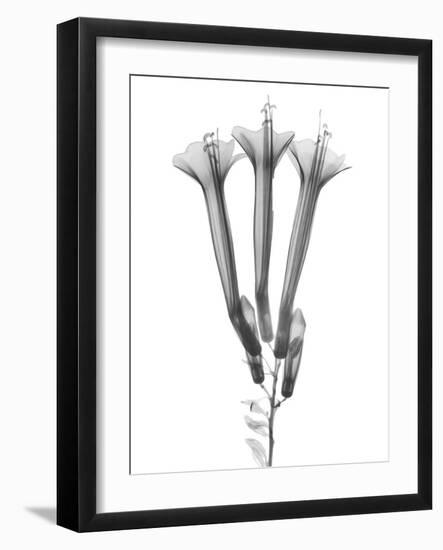 Blooming Trio-Albert Koetsier-Framed Art Print