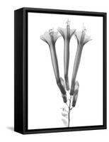 Blooming Trio-Albert Koetsier-Framed Stretched Canvas