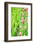 Blooming Tulips and Saplings on A Field-ptnphoto-Framed Photographic Print