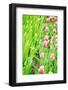 Blooming Tulips and Saplings on A Field-ptnphoto-Framed Photographic Print