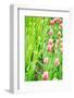Blooming Tulips and Saplings on A Field-ptnphoto-Framed Photographic Print
