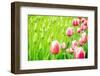 Blooming Tulips and Saplings on A Field-ptnphoto-Framed Photographic Print