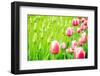 Blooming Tulips and Saplings on A Field-ptnphoto-Framed Photographic Print