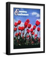 "Blooming Tulips," Country Gentleman Cover, April 1, 1941-null-Framed Giclee Print