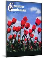 "Blooming Tulips," Country Gentleman Cover, April 1, 1941-null-Mounted Giclee Print