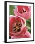 Blooming Tulips-null-Framed Photographic Print