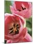 Blooming Tulips-null-Mounted Photographic Print