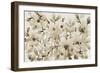 Blooming Umber II-Tim OToole-Framed Art Print