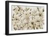 Blooming Umber II-Tim OToole-Framed Art Print