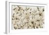 Blooming Umber II-Tim OToole-Framed Art Print