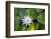 Blooming water lily, Austin, Texas, Usa-Jim Engelbrecht-Framed Photographic Print