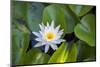Blooming water lily, Austin, Texas, Usa-Jim Engelbrecht-Mounted Photographic Print
