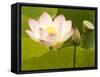 Blooming Water Lotuses Carpet Echo Park Lake-null-Framed Stretched Canvas
