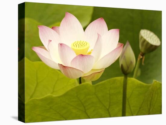 Blooming Water Lotuses Carpet Echo Park Lake-null-Stretched Canvas