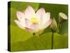 Blooming Water Lotuses Carpet Echo Park Lake-null-Stretched Canvas