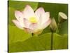 Blooming Water Lotuses Carpet Echo Park Lake-null-Stretched Canvas