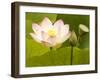 Blooming Water Lotuses Carpet Echo Park Lake-null-Framed Premium Photographic Print