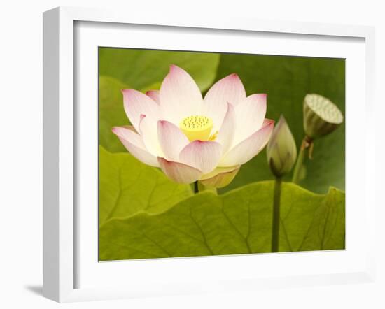 Blooming Water Lotuses Carpet Echo Park Lake-null-Framed Premium Photographic Print