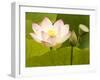 Blooming Water Lotuses Carpet Echo Park Lake-null-Framed Premium Photographic Print