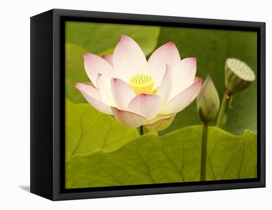 Blooming Water Lotuses Carpet Echo Park Lake-null-Framed Stretched Canvas