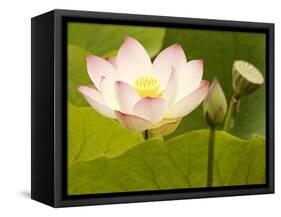 Blooming Water Lotuses Carpet Echo Park Lake-null-Framed Stretched Canvas