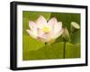 Blooming Water Lotuses Carpet Echo Park Lake-null-Framed Photographic Print