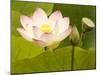 Blooming Water Lotuses Carpet Echo Park Lake-null-Mounted Photographic Print