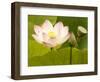 Blooming Water Lotuses Carpet Echo Park Lake-null-Framed Photographic Print