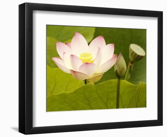 Blooming Water Lotuses Carpet Echo Park Lake-null-Framed Photographic Print