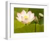 Blooming Water Lotuses Carpet Echo Park Lake-null-Framed Photographic Print