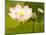 Blooming Water Lotuses Carpet Echo Park Lake-null-Mounted Photographic Print