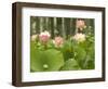 Blooming Water Lotuses Carpet Echo Park Lake-null-Framed Photographic Print