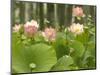 Blooming Water Lotuses Carpet Echo Park Lake-null-Mounted Photographic Print