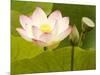 Blooming Water Lotuses Carpet Echo Park Lake-null-Mounted Photographic Print