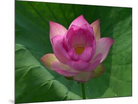 Blooming Water Lotuses Carpet Echo Park Lake-null-Mounted Photographic Print