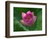 Blooming Water Lotuses Carpet Echo Park Lake-null-Framed Photographic Print