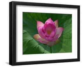 Blooming Water Lotuses Carpet Echo Park Lake-null-Framed Photographic Print