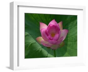 Blooming Water Lotuses Carpet Echo Park Lake-null-Framed Photographic Print