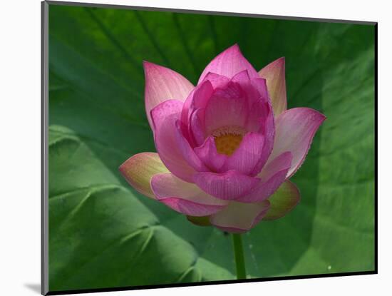 Blooming Water Lotuses Carpet Echo Park Lake-null-Mounted Photographic Print