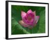 Blooming Water Lotuses Carpet Echo Park Lake-null-Framed Photographic Print