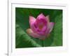 Blooming Water Lotuses Carpet Echo Park Lake-null-Framed Photographic Print